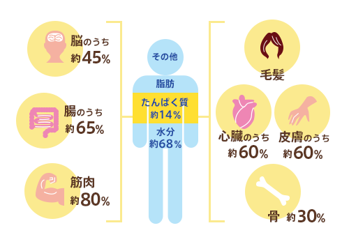 たんぱく質の役割