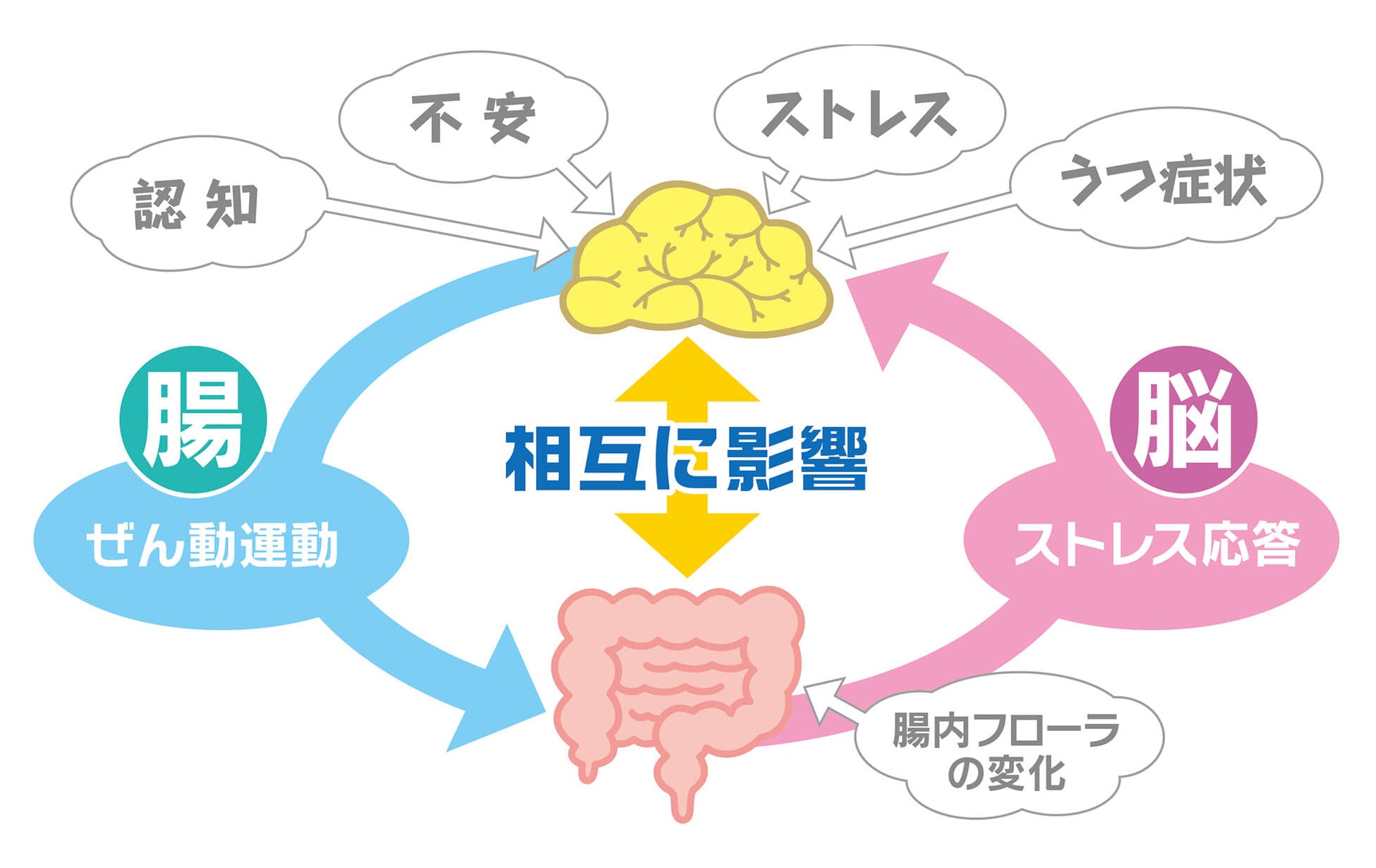 脳腸相関
